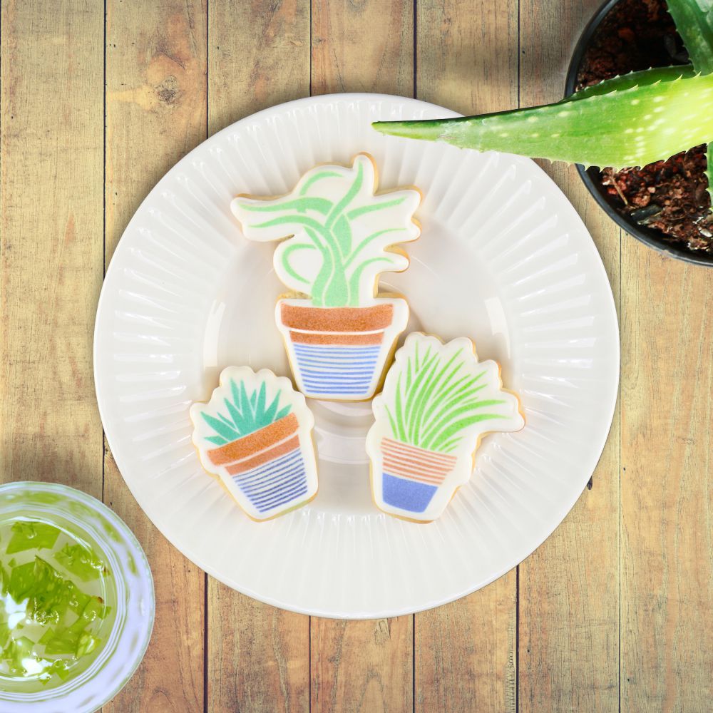 plant pot stencils Potted Aloe Plant Stencil for Cookies